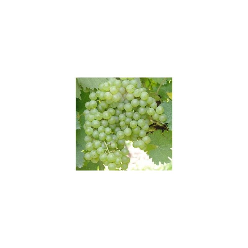 Vite da vino Malvasia Bianca di Candia (Vitis vinifera)