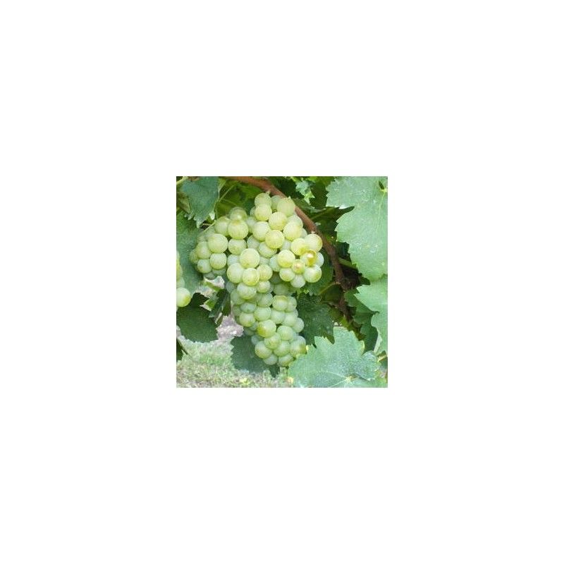 Vite da vino Verdicchio (Vitis vinifera)