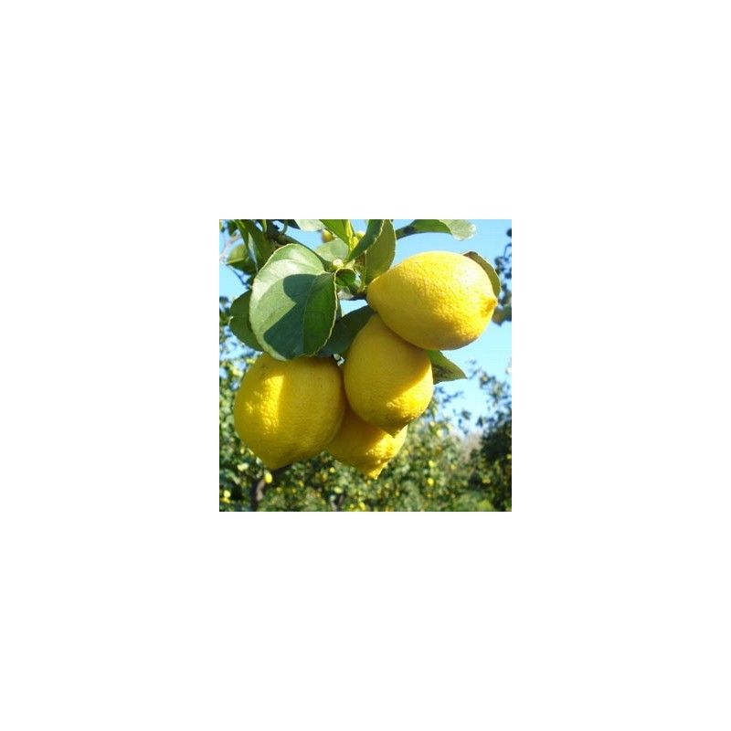 Limone femminello "Zagara bianca"