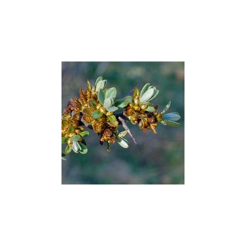 Olivello spinoso MASCHIO (Hippophae rhamnoides)