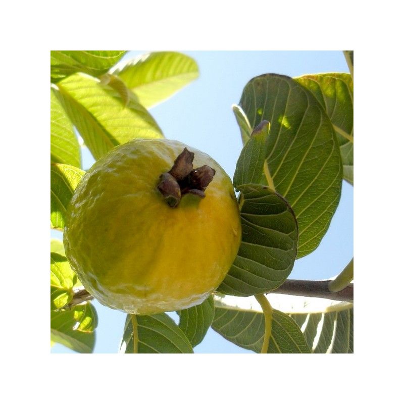 Guava limone (Psidium guajava)
