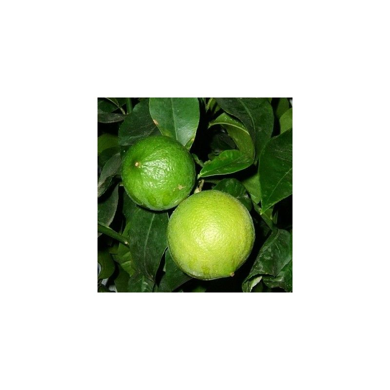 Bergamotto (Citrus bergamia)