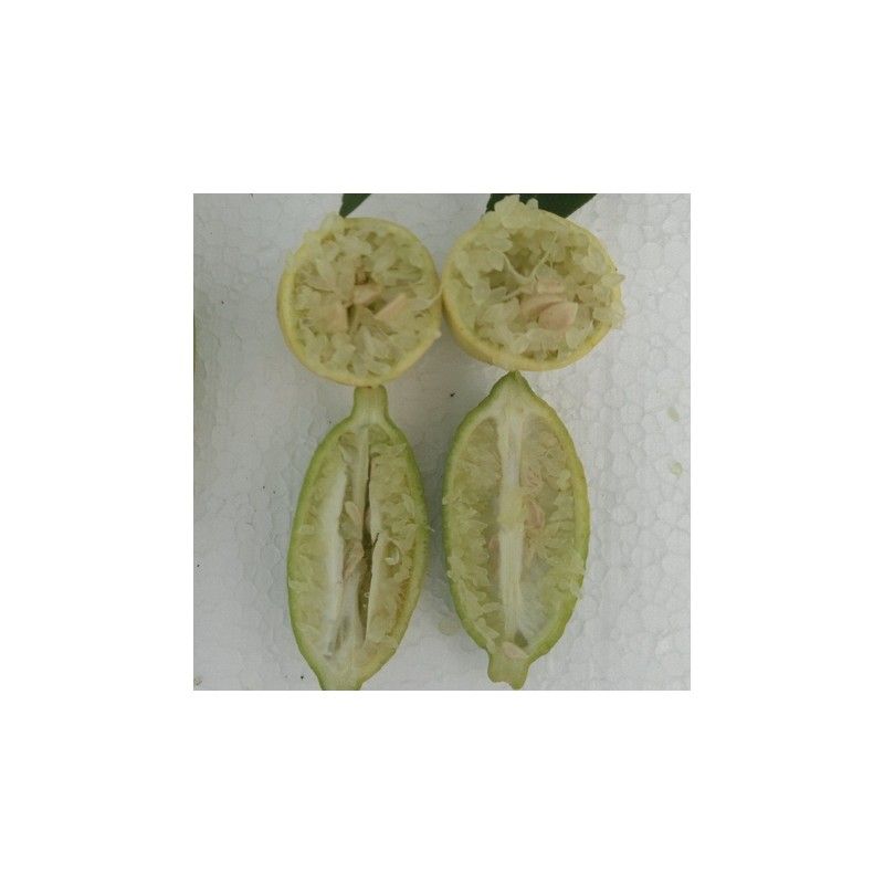 Limone caviale verde (Microcitrus australasica)
