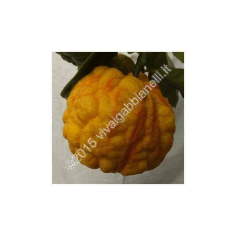 Arancio Bizzarria (Citrus × aurantium bizzarria)