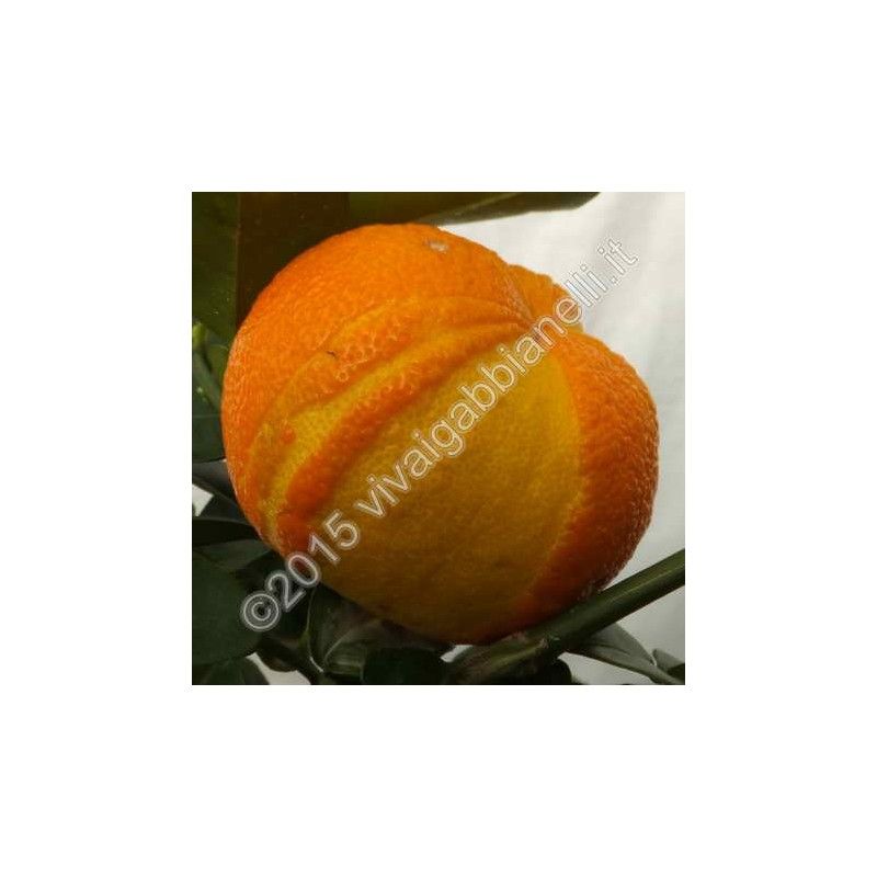 Arancio fasciata (Citrus aurantium "fasciata")