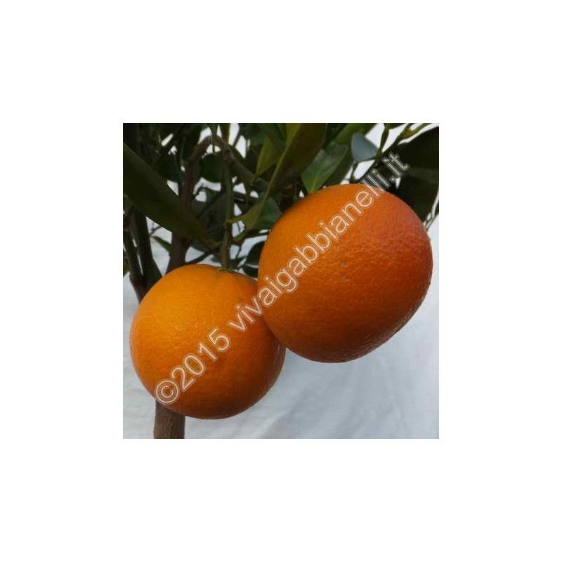 Arancio fragola