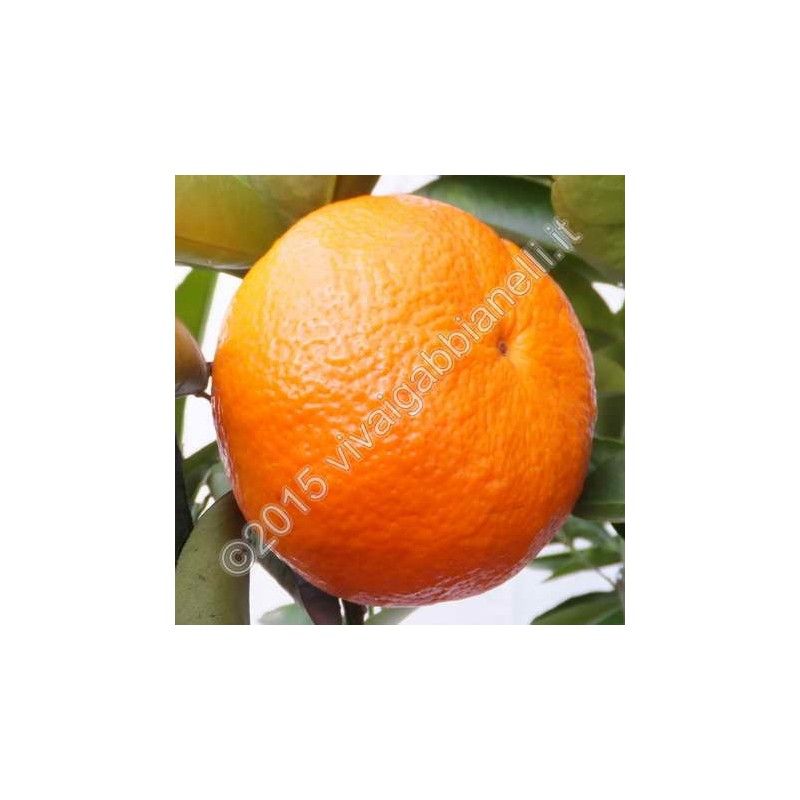 Clementine "Nova" (Ibrido Mandarino-Arancio)
