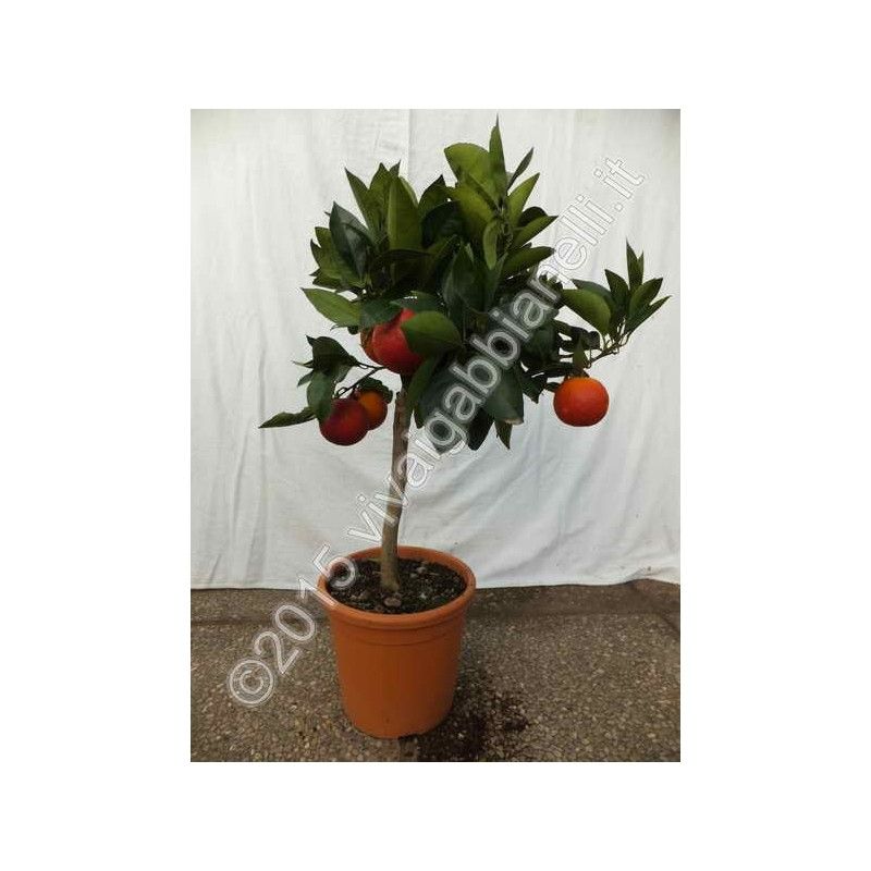 Arancio Moro (Citrus Sinensis)