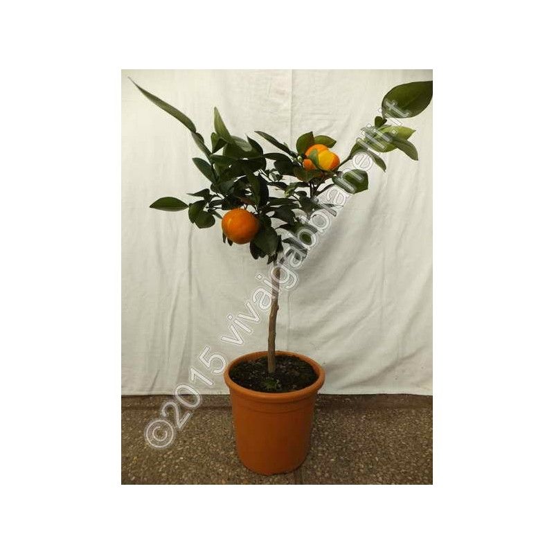 Arancio Fasciata (Citrus aurantium "fasciata")