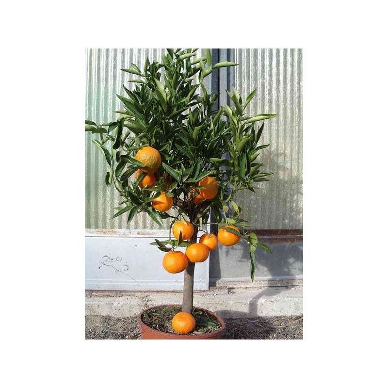 Clementine (Ibrido Mandarino-Arancio)