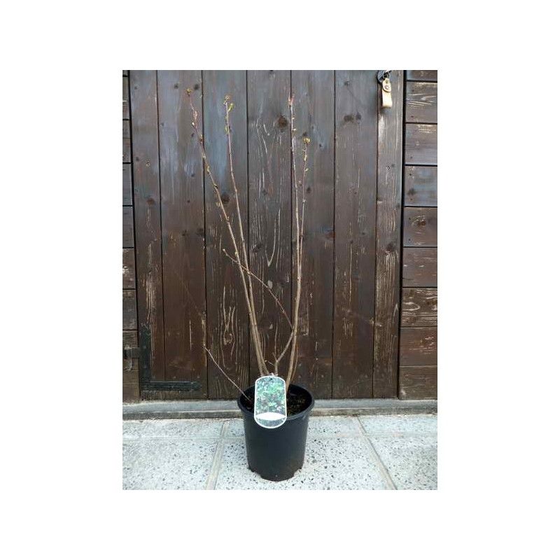 Aronia arbutifolia "Brilliant"