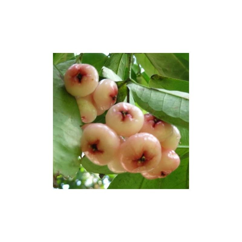Melarosa (Syzygium jambos)