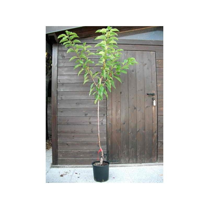 Ciliegio acido Visciola (Prunus cerasus)