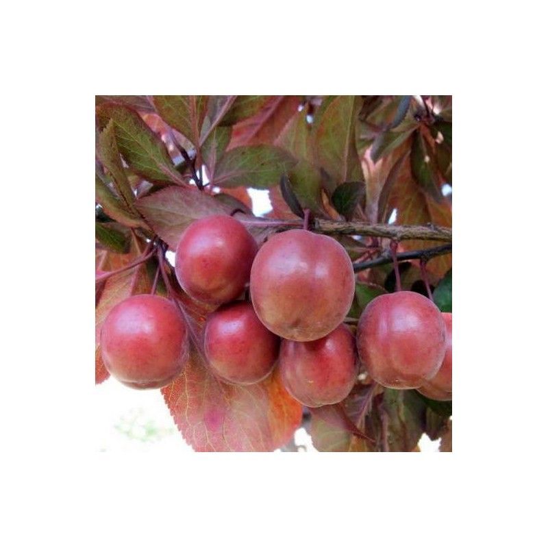Prunus cerasifera "Pissardii"