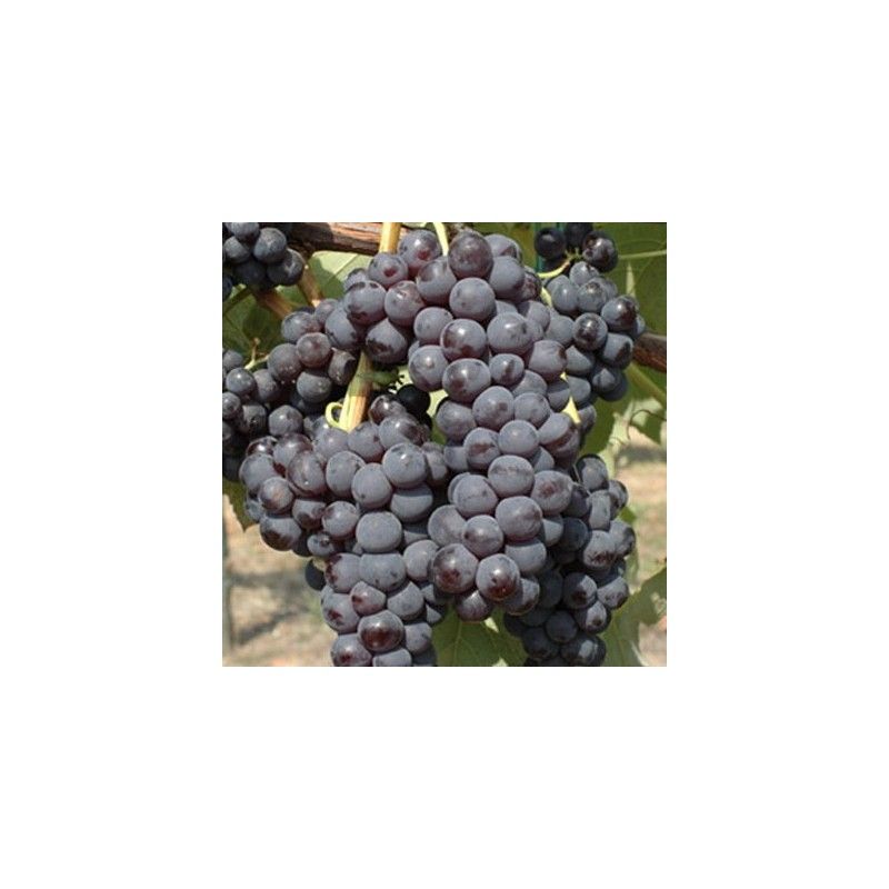 Vite da tavola Agata Moscato nero (Vitis vinifera)