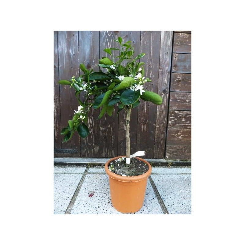 Arancio Bizzarria (Arancio Arcobal (Cistrus meyer x sinensis doppio sanguigno)× aurantium bizzarria)