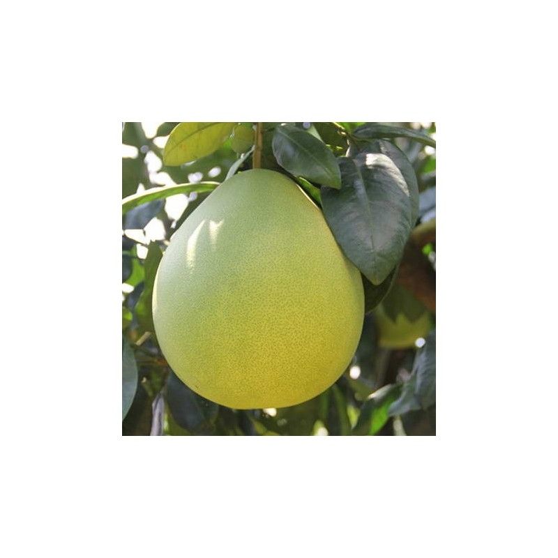Pomelo shaddock (Citrus grandis)