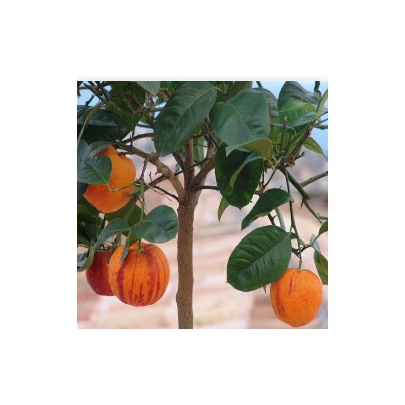 Arancio Arcobal (Citrus meyer x sinensis doppio sanguigno)