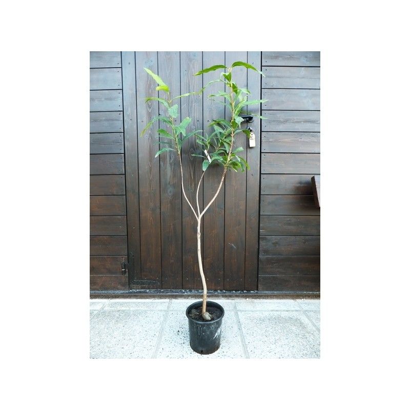 Melarosa (Syzygium jambos)