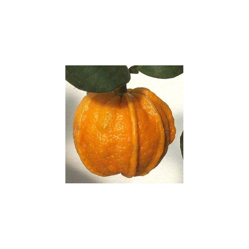 Arancio Amaro Scannellato (Citrus canaliculata)
