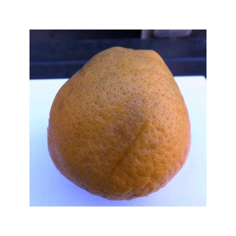Tangelo Thompson (Citrus deliciosa x Citrus paradisi)