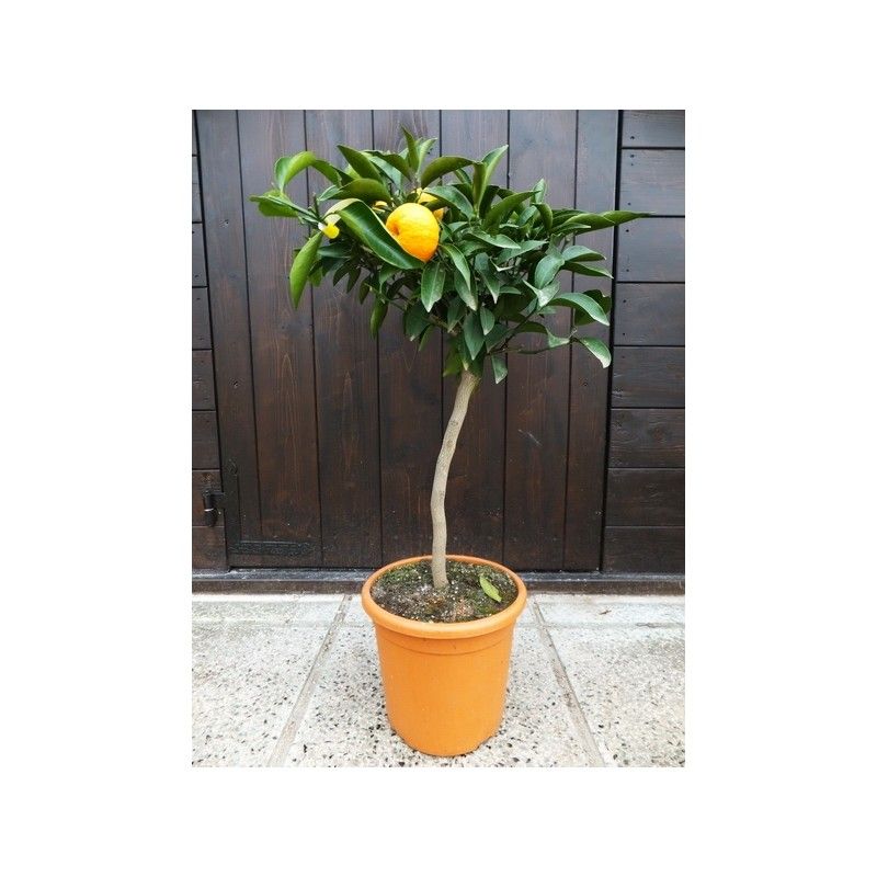 Clementine Amoa 8 (Ibrido Mandarino-Arancio)