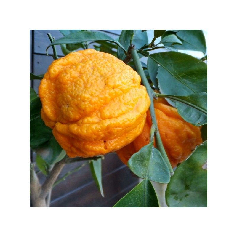 Arancio Amaro Corrugato (Citrus Corrugata)