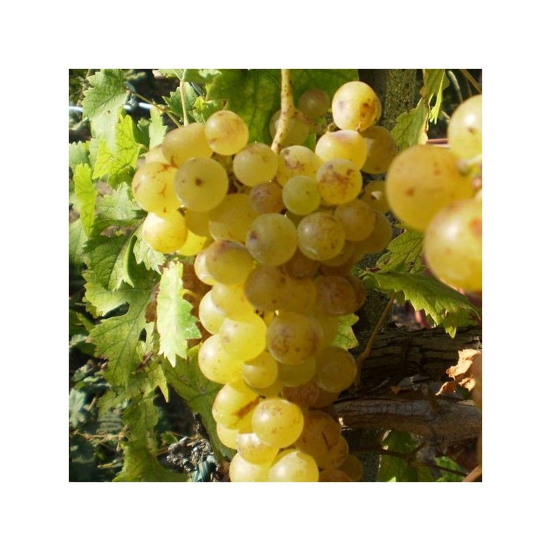 Vite da tavola Moscato Bianco Precoce (Vitis vinifera)