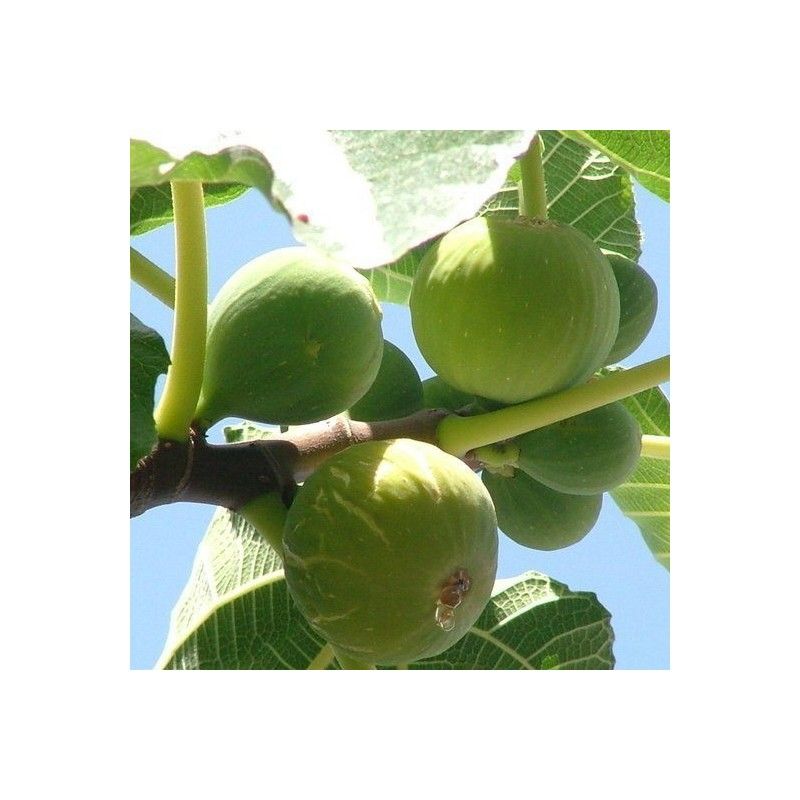 Fico Colummaro bianco (Ficus Carica)