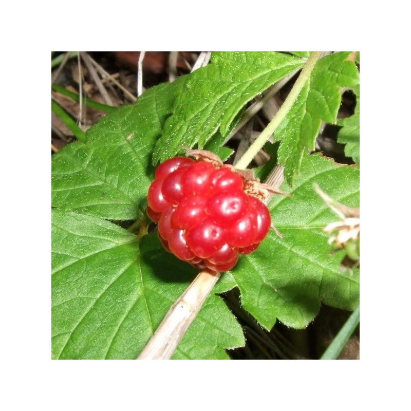 Lampone Artico "Sofia" (Rubus Arcticus)