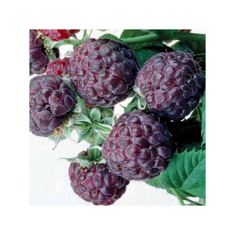 Lampone nero (Rubus occidentalis)