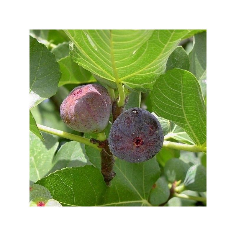 Fico Rouge de Bordeaux (Ficus Carica)