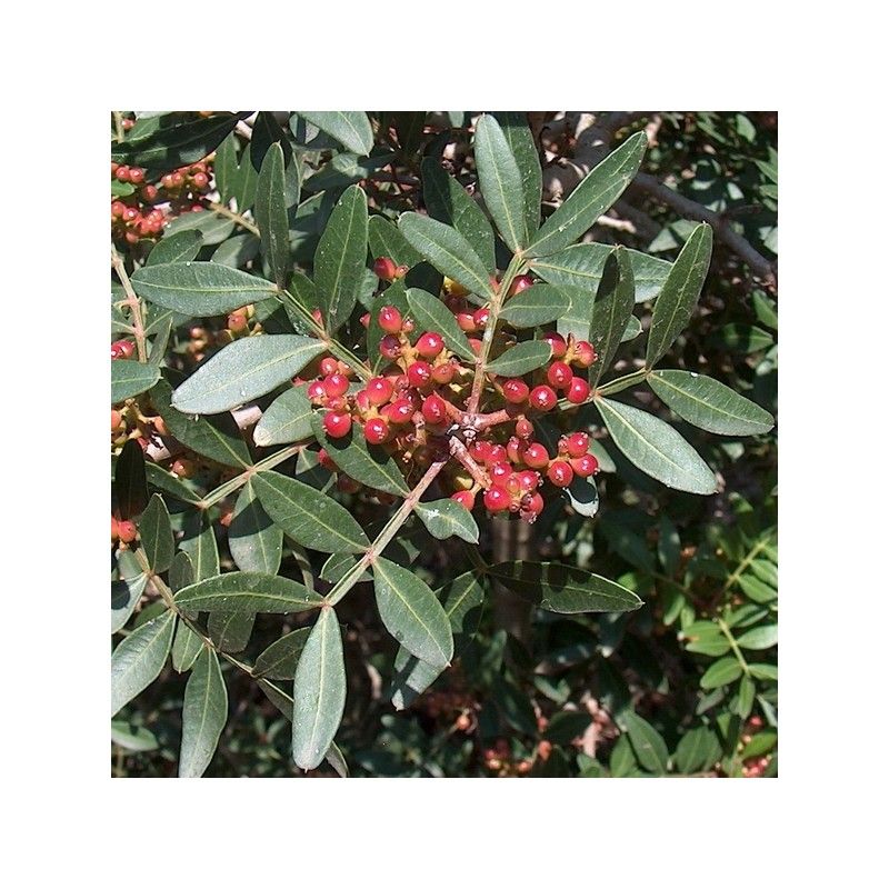 Passiflora Caerulea