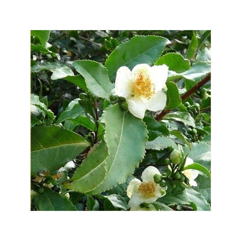 Pianta del the (Camellia sinensis)