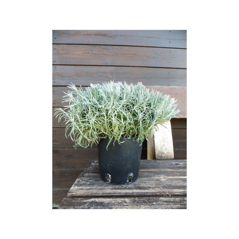 Elicriso (Helichrysum italicum)