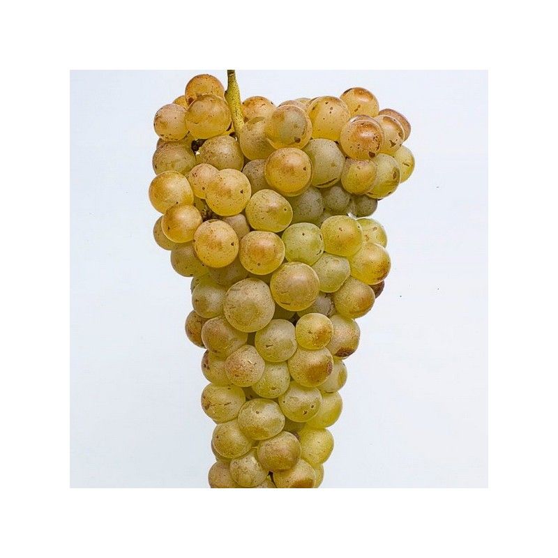 Vite da tavola Moscato di Terracina (Vitis vinifera)