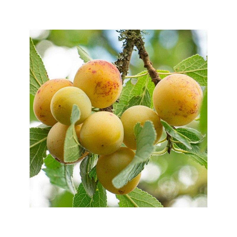Susino Songold (Prunus domestica)
