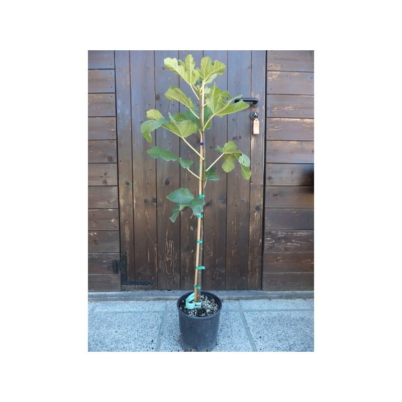 Fico Verdone nero (Ficus Carica)