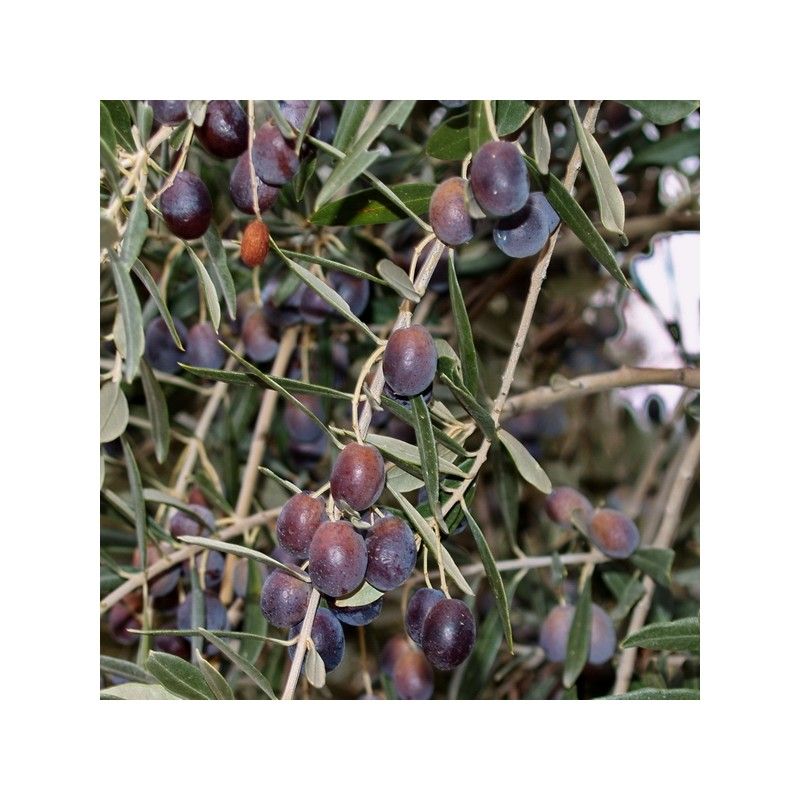 Olivo Carboncella (Olea europea)
