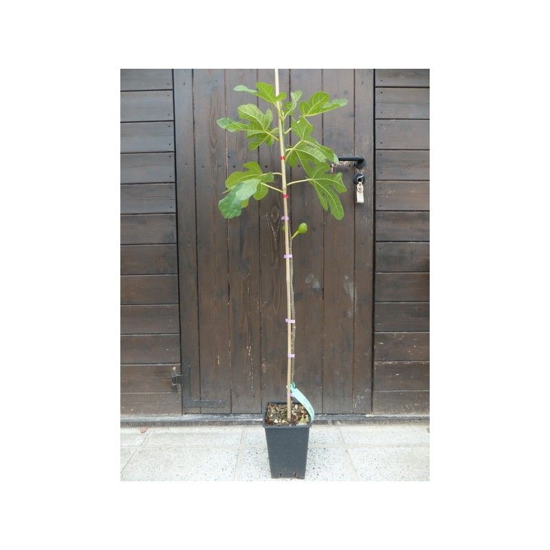 Fico della Signora (Ficus Carica)