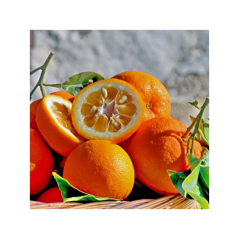 Arancio Amaro