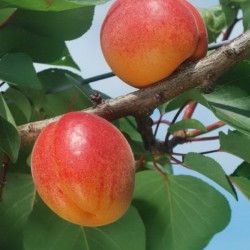 Albero di Albicocche Vendita Online - Vivai Piante Gabbianelli