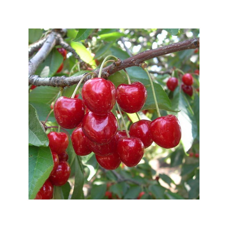Ciliegio Mastrantonio (Prunus avium)
