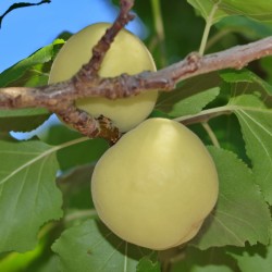 Albero di Albicocche Vendita Online - Vivai Piante Gabbianelli