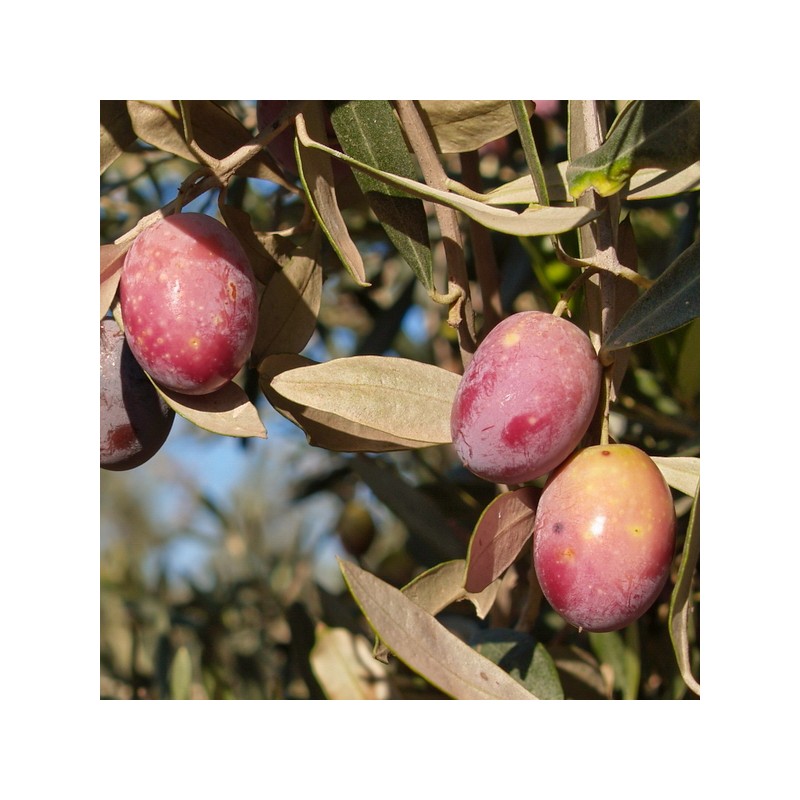 Olivo Uovo di Piccione (Olea europea)