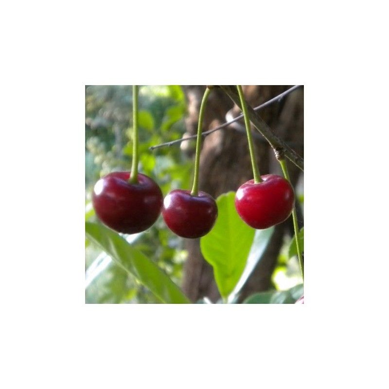Ciliegio acido Visciola di Ancona (Prunus cerasus)