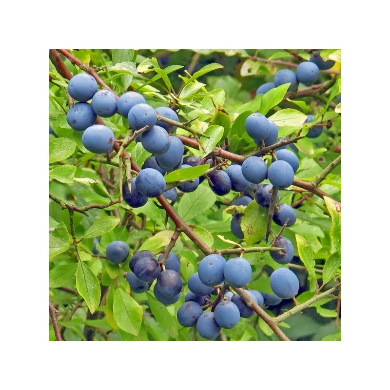 Prugnolo (Prunus spinosa)