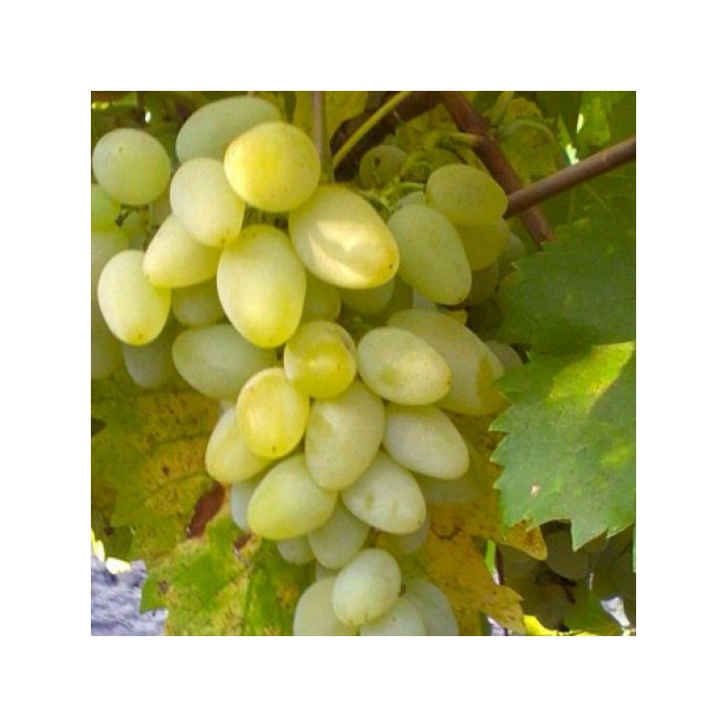 Vite da tavola Goldberry (Vitis vinifera)