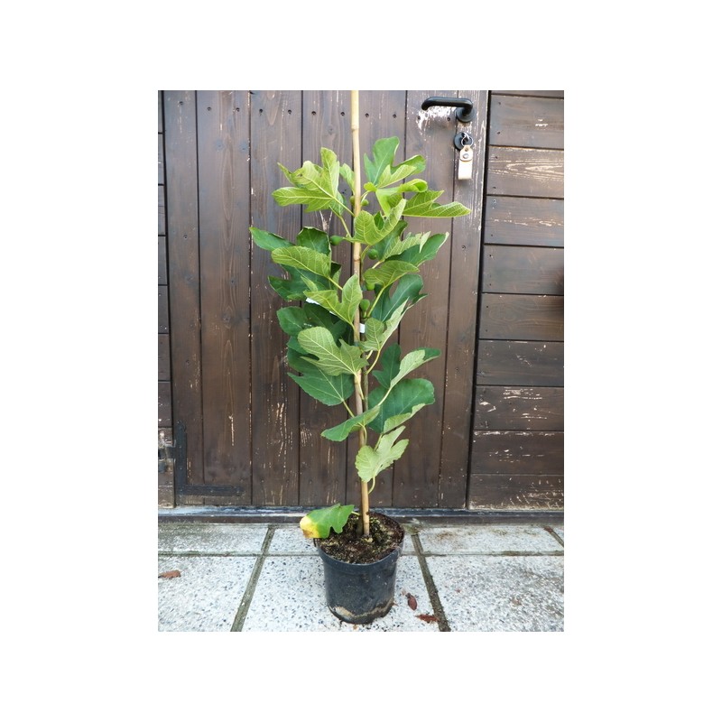 Fico Verdino (Ficus Carica)