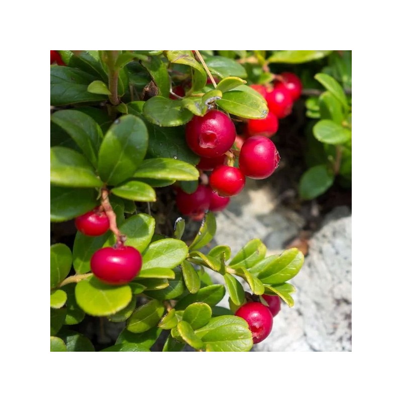 Mirtillo rosso europeo (Vaccinium vitis idaea)